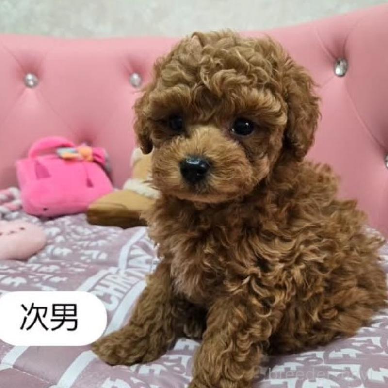 販売中の茨城県のタイニープードル-420284の2枚目