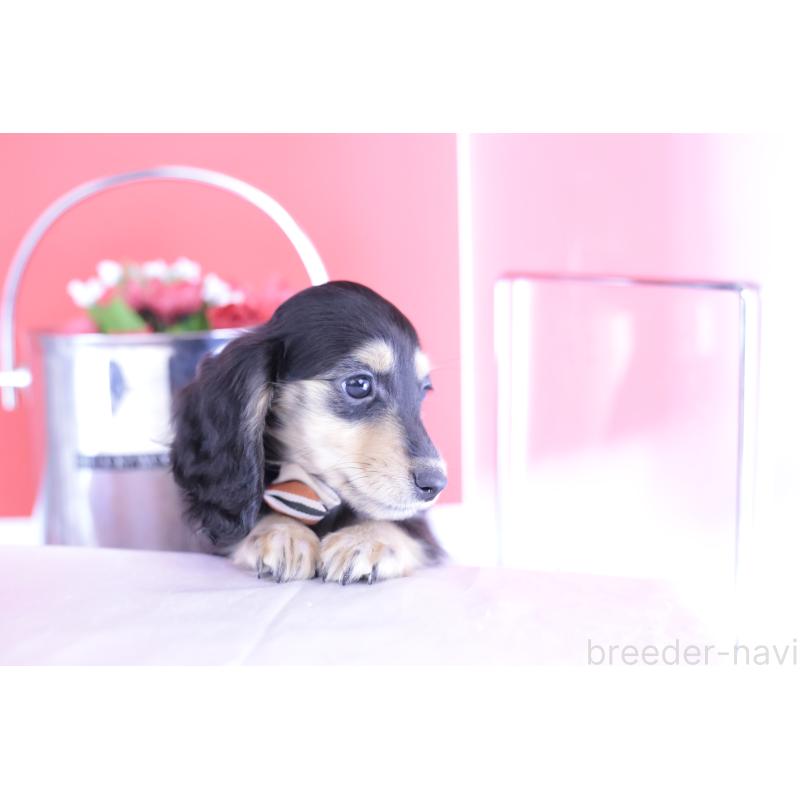 販売中の愛知県のカニンヘンダックスフンド(ロングヘアード)-393396の11枚目