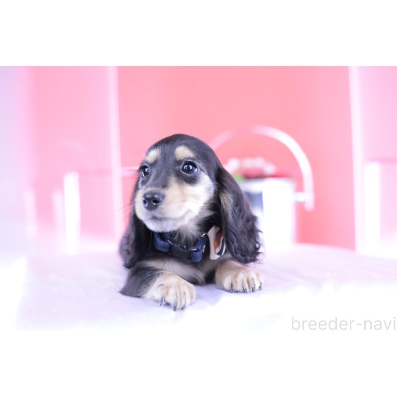 販売中の愛知県のカニンヘンダックスフンド(ロングヘアード)-393396の9枚目