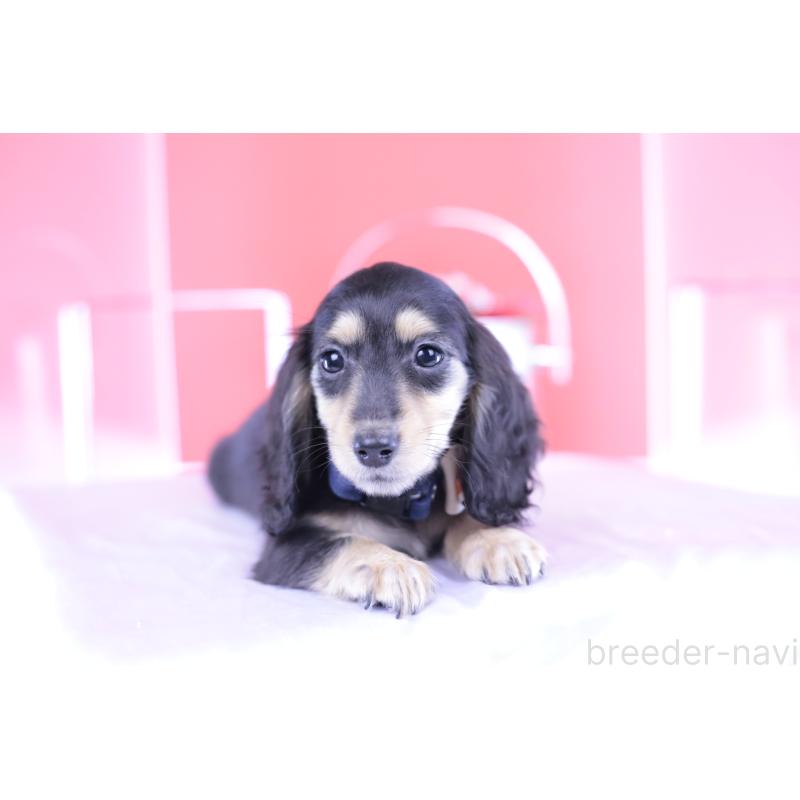 販売中の愛知県のカニンヘンダックスフンド(ロングヘアード)-393396の6枚目