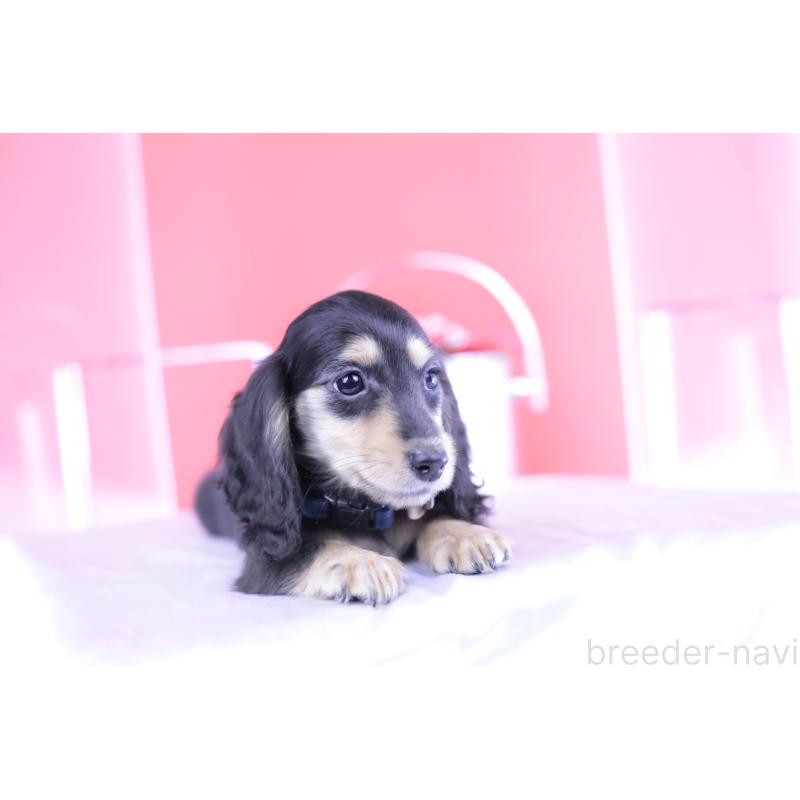 販売中の愛知県のカニンヘンダックスフンド(ロングヘアード)-393396の5枚目