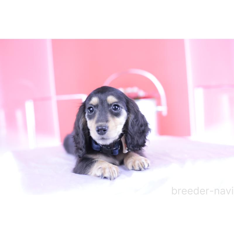 販売中の愛知県のカニンヘンダックスフンド(ロングヘアード)-393396の4枚目