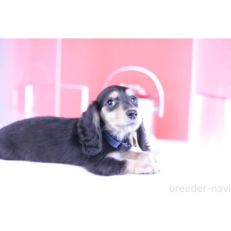 販売中の愛知県のカニンヘンダックスフンド(ロングヘアード)-393396の3枚目