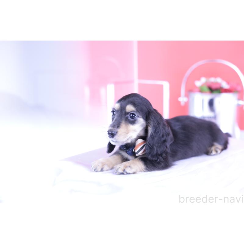 販売中の愛知県のカニンヘンダックスフンド(ロングヘアード)-393396の2枚目