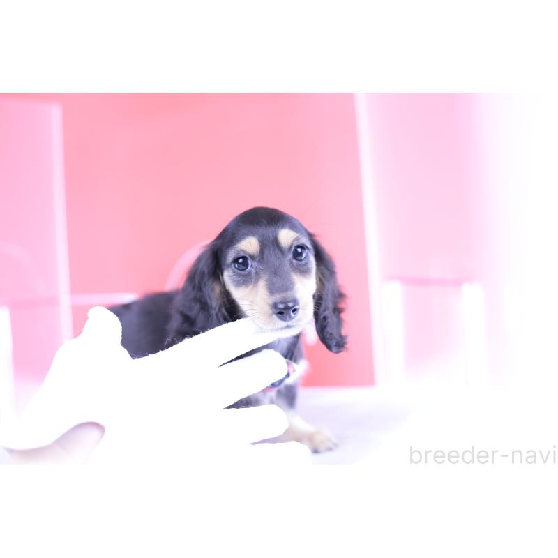 成約済の愛知県のカニンヘンダックスフンド(ロングヘアード)-393397の11枚目