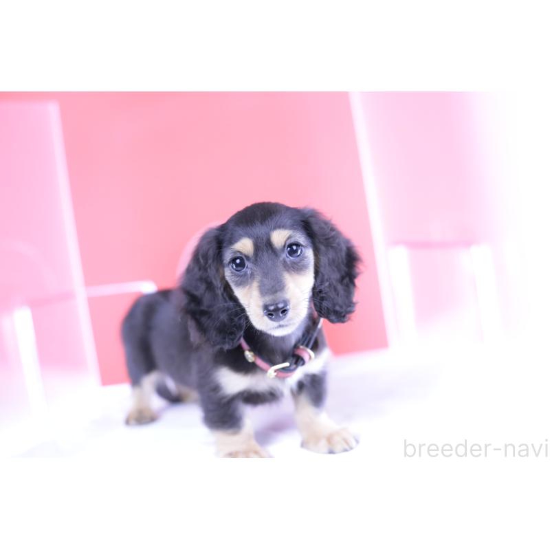 成約済の愛知県のカニンヘンダックスフンド(ロングヘアード)-393397の10枚目