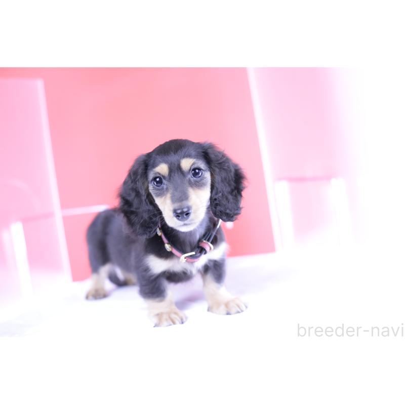 成約済の愛知県のカニンヘンダックスフンド(ロングヘアード)-393397の9枚目