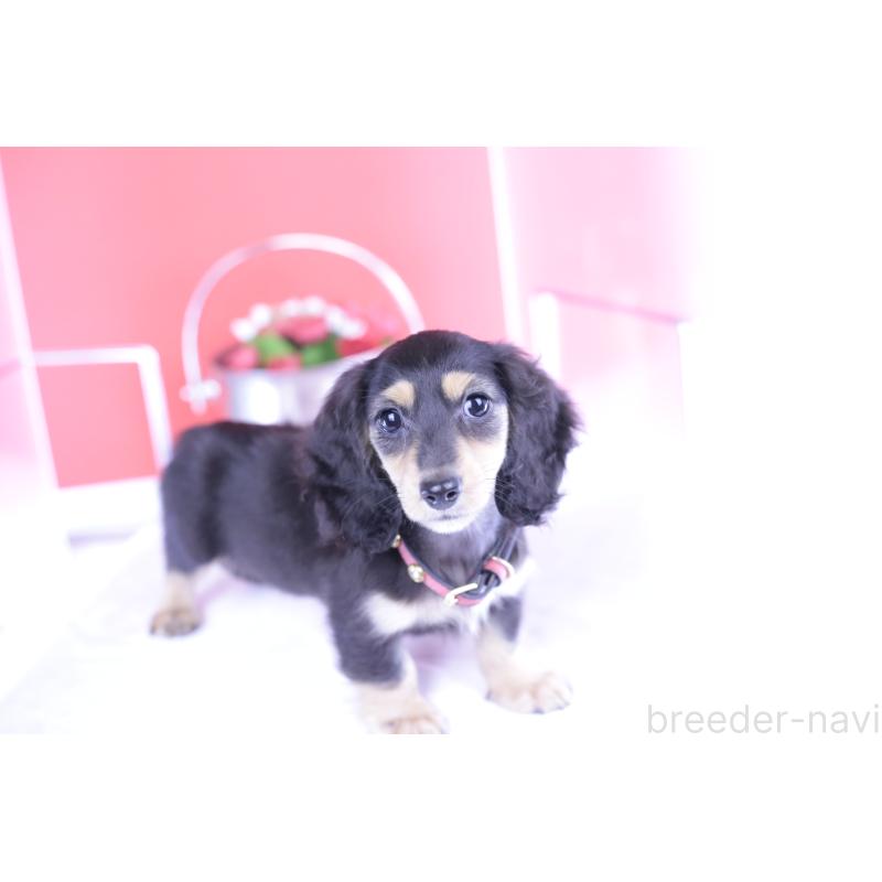 成約済の愛知県のカニンヘンダックスフンド(ロングヘアード)-393397の8枚目