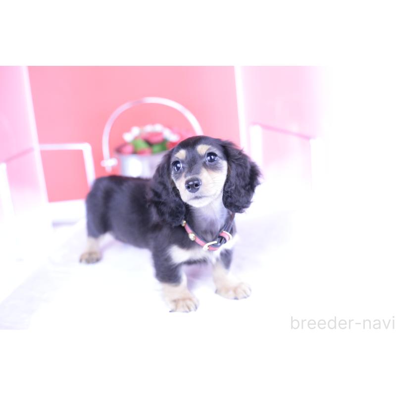 成約済の愛知県のカニンヘンダックスフンド(ロングヘアード)-393397の7枚目