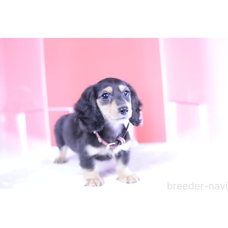 成約済の愛知県のカニンヘンダックスフンド(ロングヘアード)-393397の6枚目