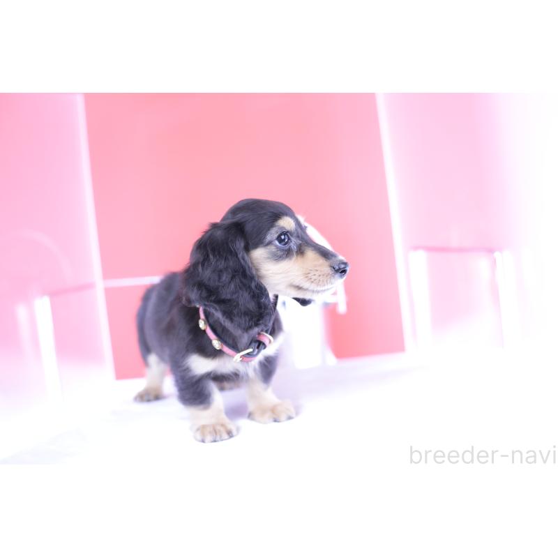 成約済の愛知県のカニンヘンダックスフンド(ロングヘアード)-393397の5枚目