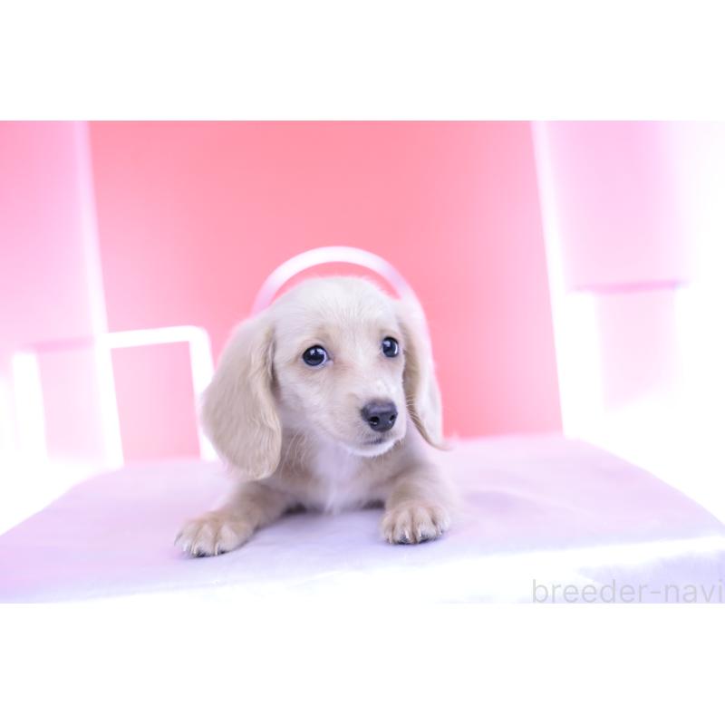 販売中の愛知県のカニンヘンダックスフンド(ロングヘアード)-395094の11枚目