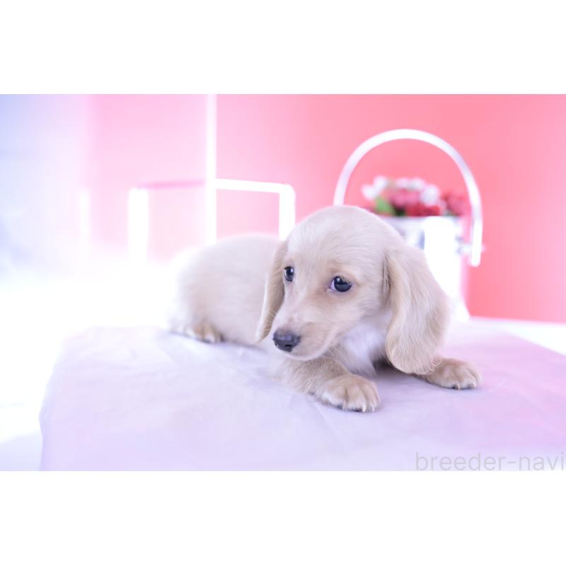 販売中の愛知県のカニンヘンダックスフンド(ロングヘアード)-395094の7枚目