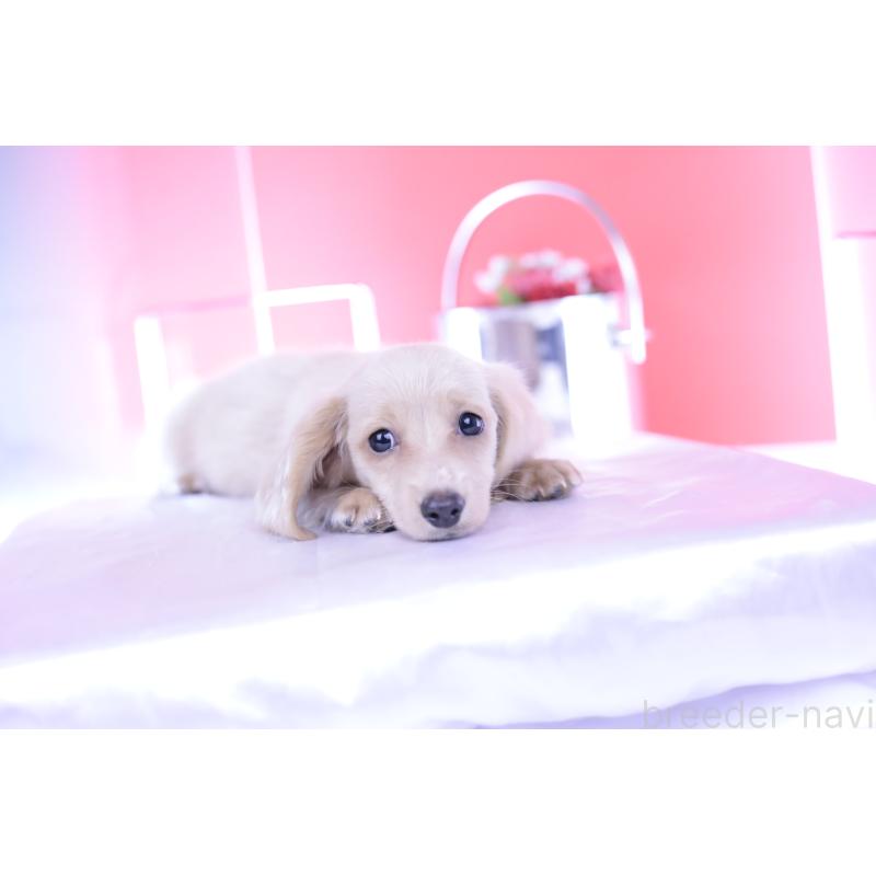 販売中の愛知県のカニンヘンダックスフンド(ロングヘアード)-395094の6枚目