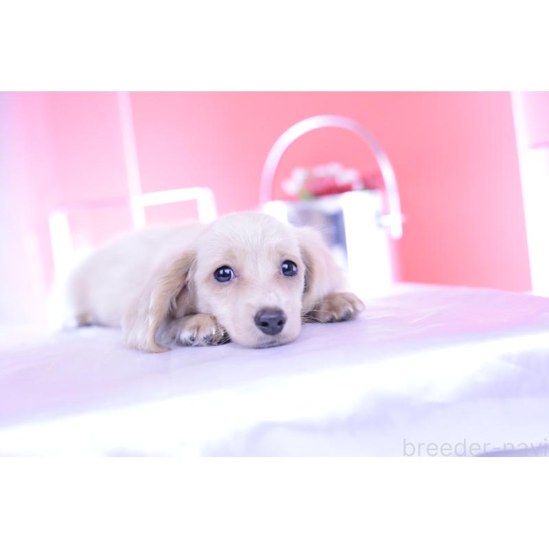 販売中の愛知県のカニンヘンダックスフンド(ロングヘアード)-395094の5枚目