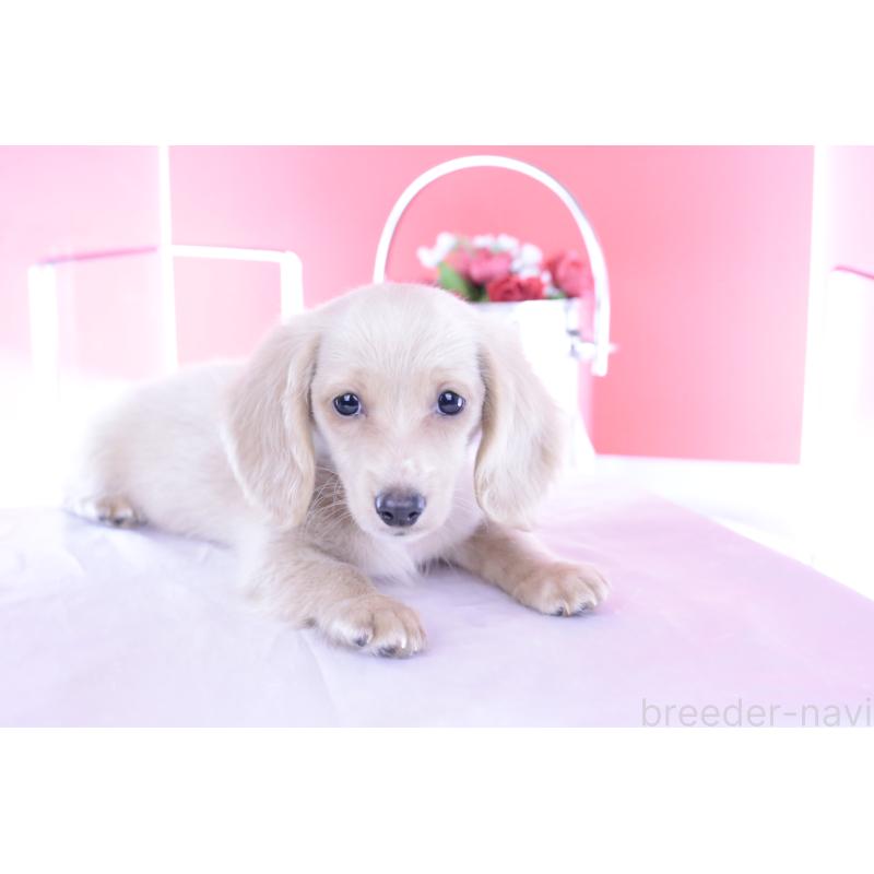 販売中の愛知県のカニンヘンダックスフンド(ロングヘアード)-395094の4枚目