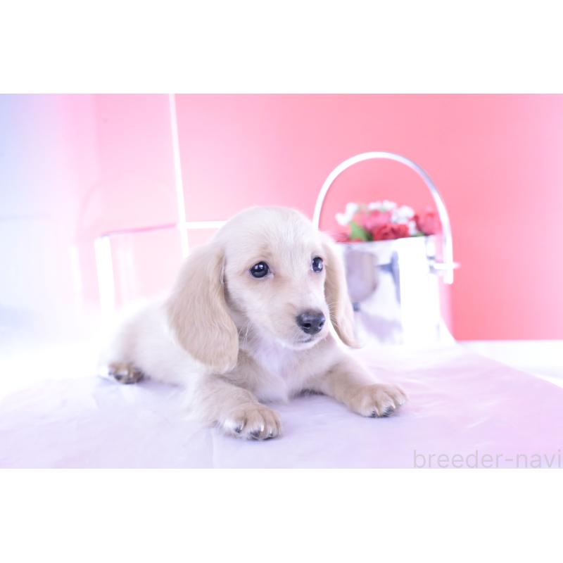 販売中の愛知県のカニンヘンダックスフンド(ロングヘアード)-395094の3枚目