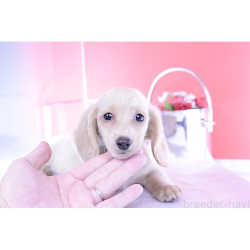 販売中の愛知県のカニンヘンダックスフンド(ロングヘアード)-395094の2枚目