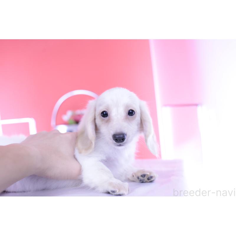 販売中の愛知県のカニンヘンダックスフンド(ロングヘアード)-395092の12枚目