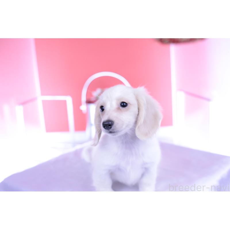 販売中の愛知県のカニンヘンダックスフンド(ロングヘアード)-395092の11枚目