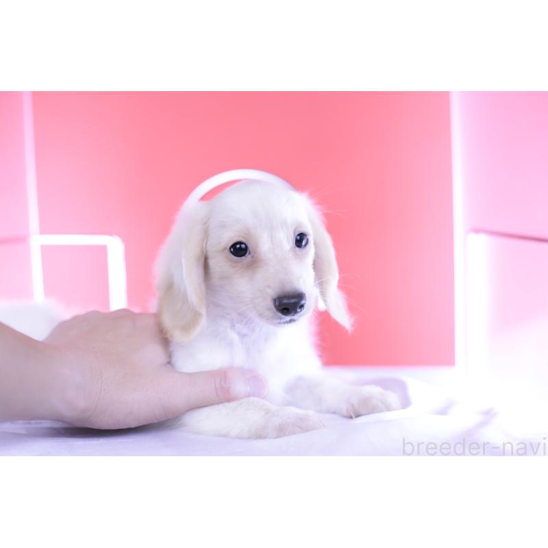 販売中の愛知県のカニンヘンダックスフンド(ロングヘアード)-395092の10枚目