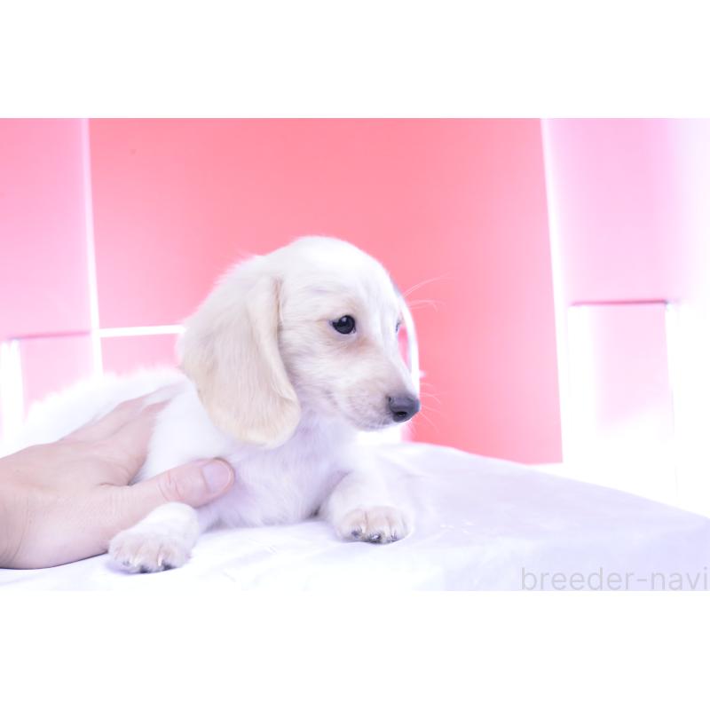 販売中の愛知県のカニンヘンダックスフンド(ロングヘアード)-395092の8枚目