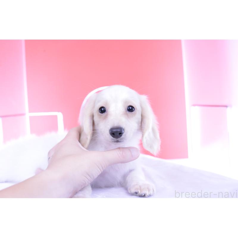 販売中の愛知県のカニンヘンダックスフンド(ロングヘアード)-395092の7枚目