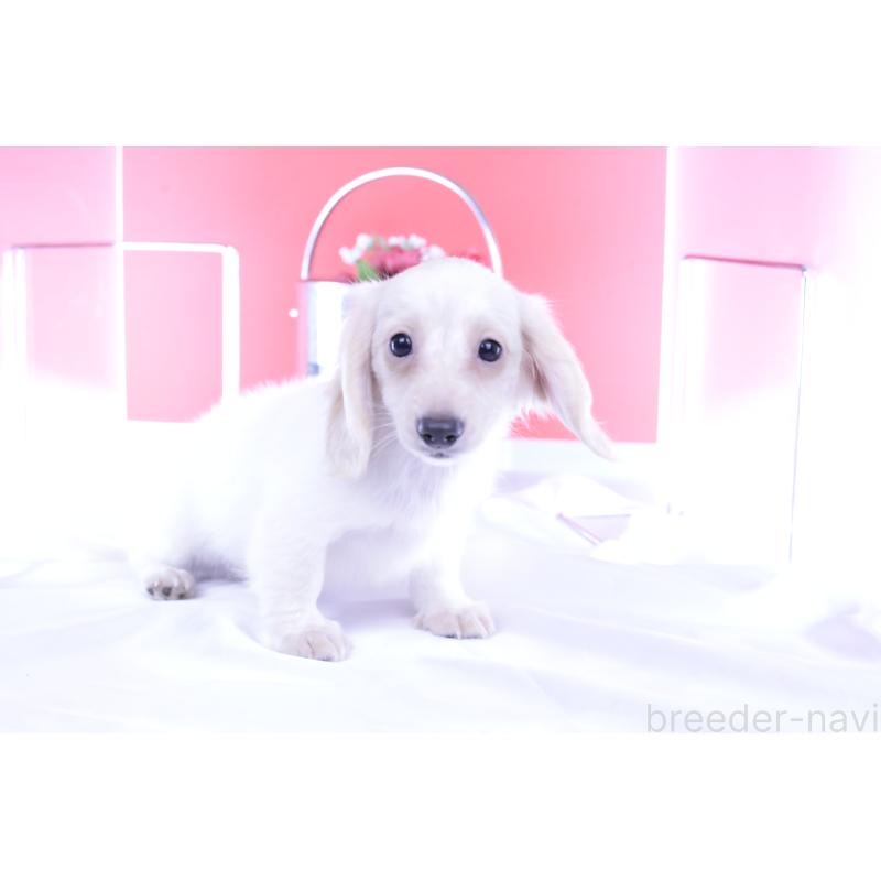 販売中の愛知県のカニンヘンダックスフンド(ロングヘアード)-395092の4枚目