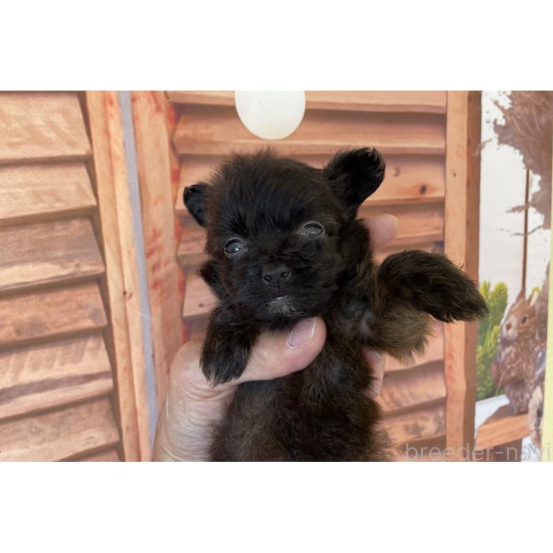 販売中の北海道のミックス犬-420292の5枚目