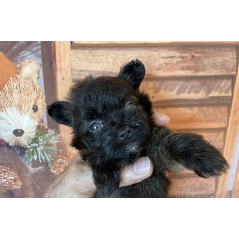 販売中の北海道のミックス犬-420292の4枚目