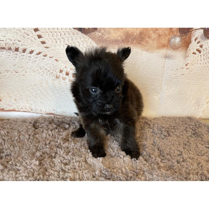 販売中の北海道のミックス犬-420292の2枚目