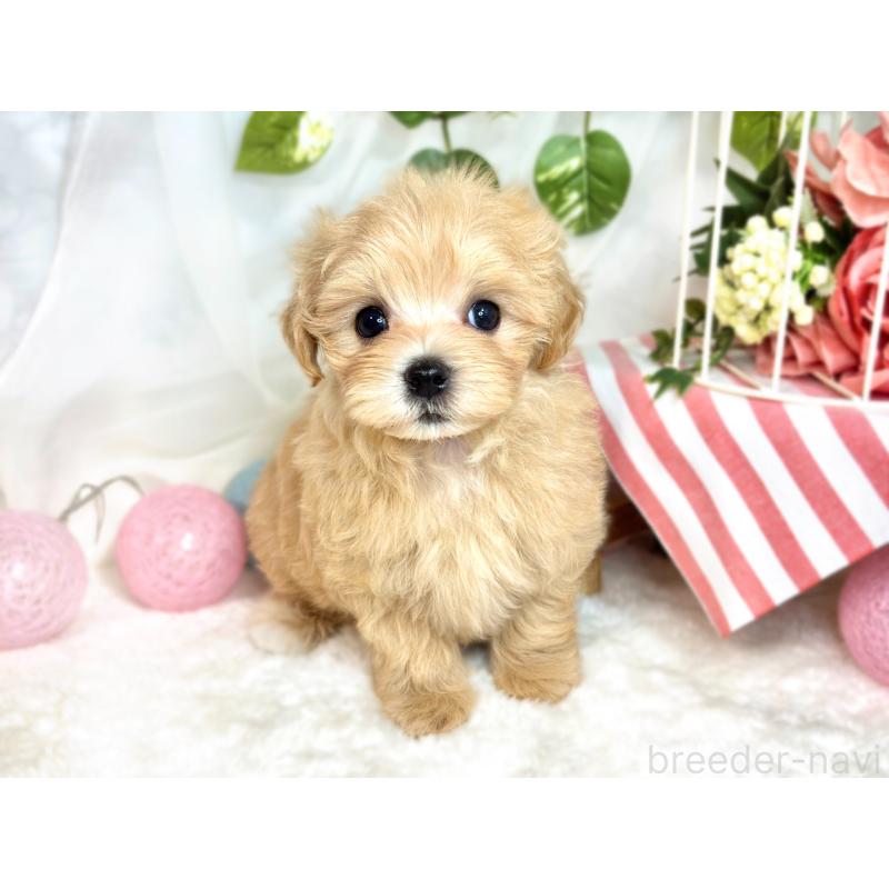 成約済の滋賀県のマルプー:マルチーズ×トイプードル-418939の4枚目