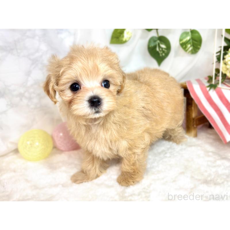 成約済の滋賀県のマルプー:マルチーズ×トイプードル-418939の3枚目