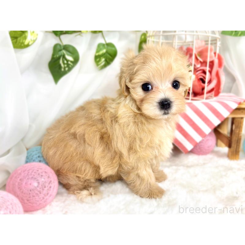 成約済の滋賀県のマルプー:マルチーズ×トイプードル-418939の2枚目