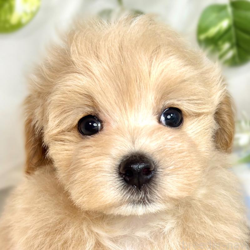 成約済の滋賀県のマルプー:マルチーズ×トイプードル-418941