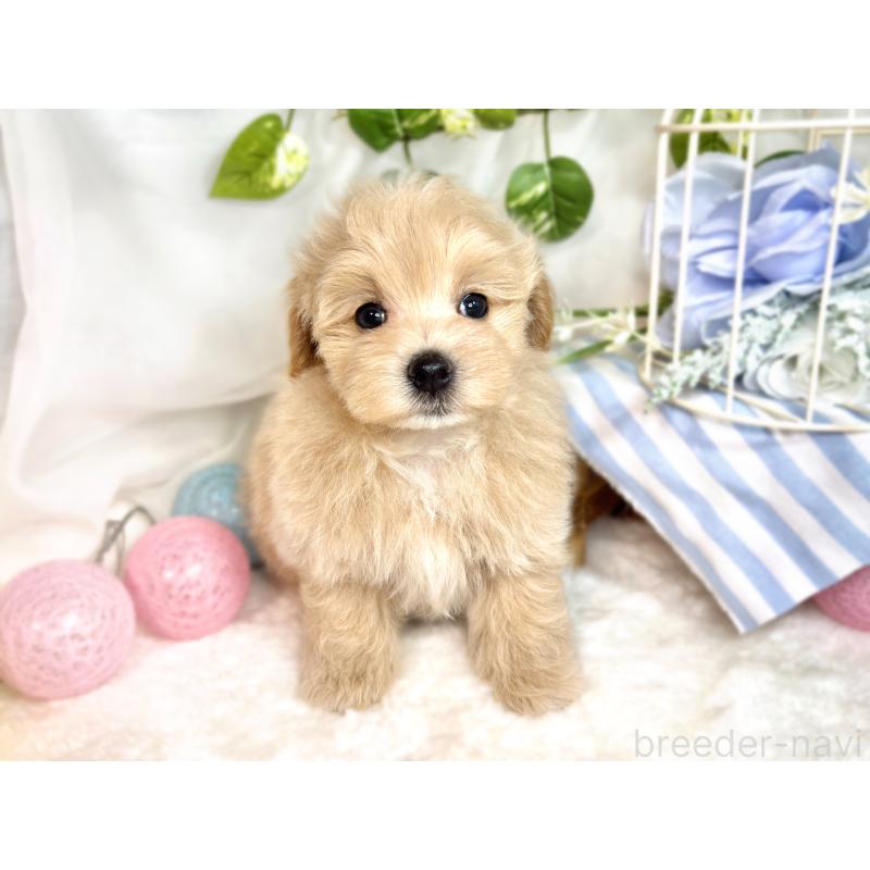 成約済の滋賀県のマルプー:マルチーズ×トイプードル-418941の4枚目