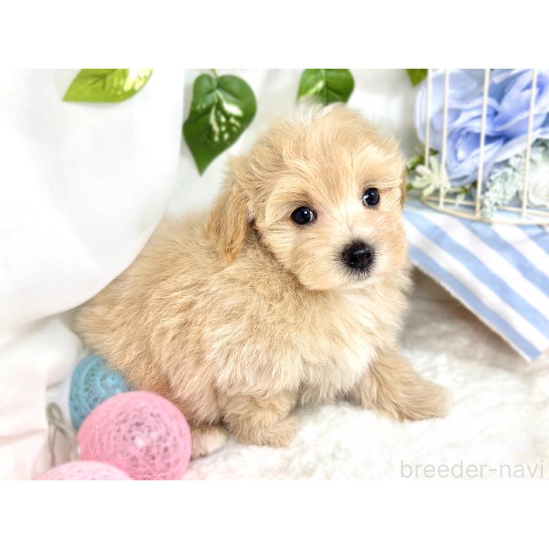 成約済の滋賀県のマルプー:マルチーズ×トイプードル-418941の3枚目