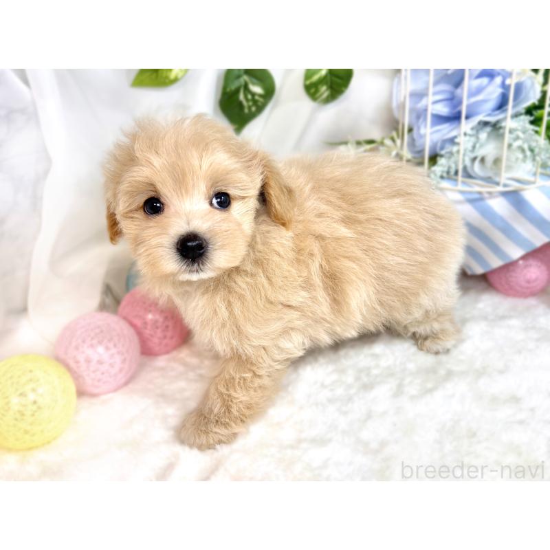 成約済の滋賀県のマルプー:マルチーズ×トイプードル-418941の2枚目