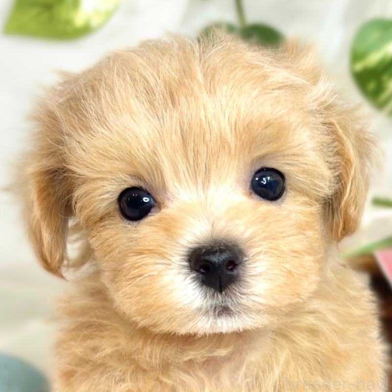 成約済の滋賀県のマルプー:マルチーズ×トイプードル-418944