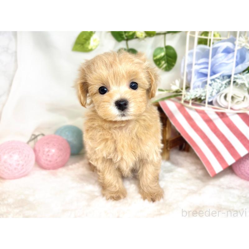 成約済の滋賀県のマルプー:マルチーズ×トイプードル-418944の4枚目