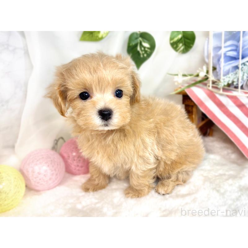 成約済の滋賀県のマルプー:マルチーズ×トイプードル-418944の3枚目