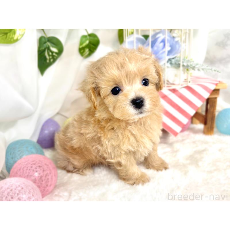 成約済の滋賀県のマルプー:マルチーズ×トイプードル-418944の2枚目