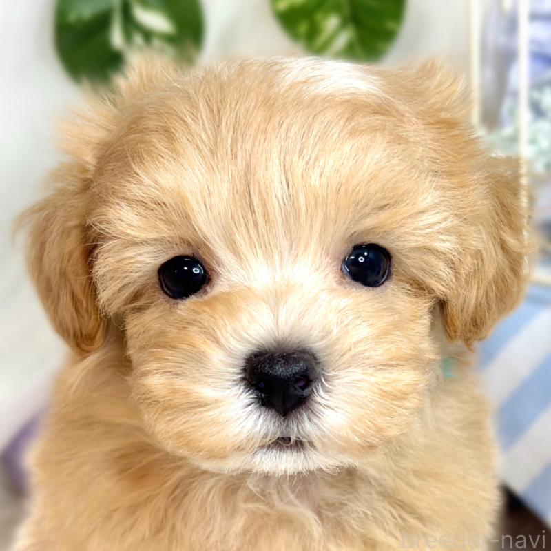 成約済の滋賀県のマルプー:マルチーズ×トイプードル-418946