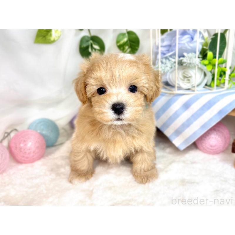 成約済の滋賀県のマルプー:マルチーズ×トイプードル-418946の4枚目