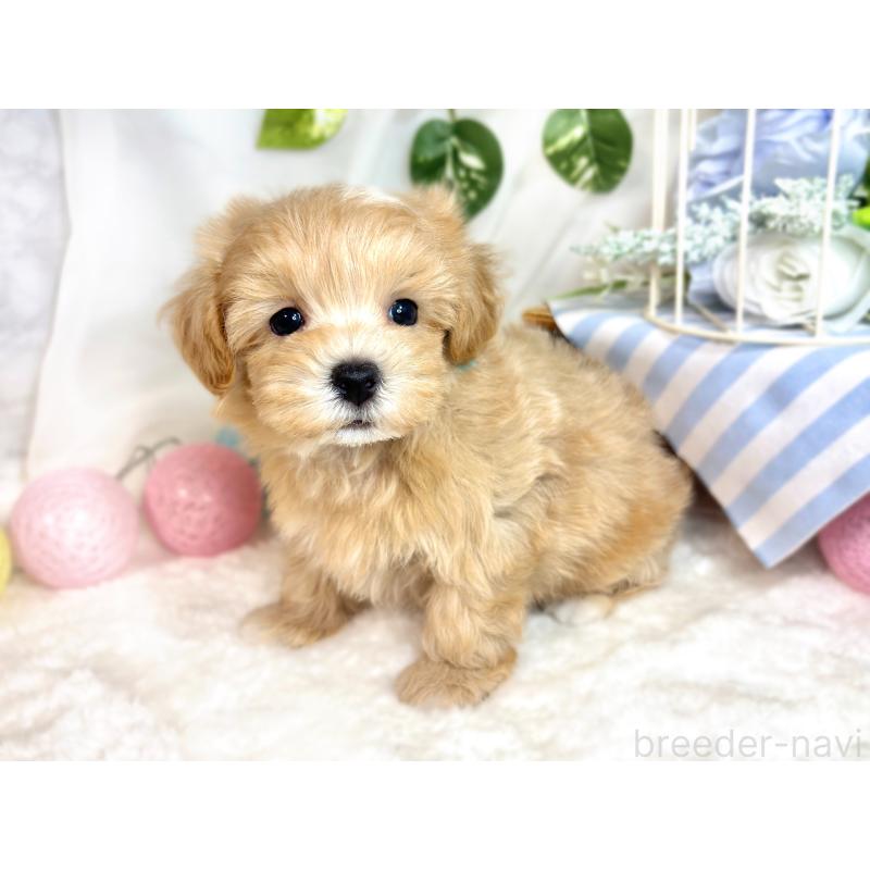 成約済の滋賀県のマルプー:マルチーズ×トイプードル-418946の3枚目