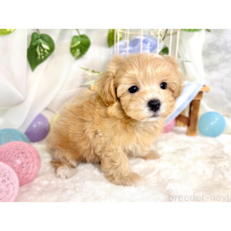 成約済の滋賀県のマルプー:マルチーズ×トイプードル-418946の2枚目