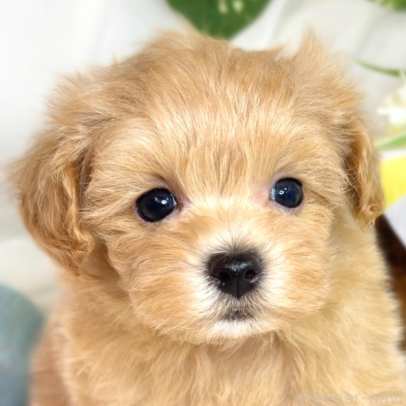 成約済の滋賀県のマルプー:マルチーズ×トイプードル-418948の1枚目