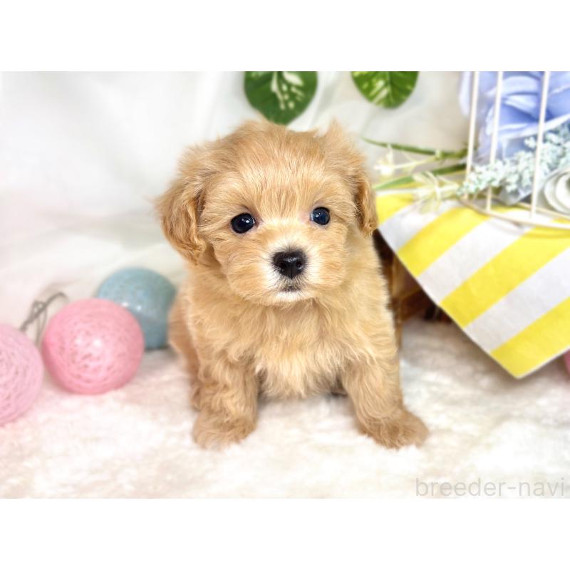 成約済の滋賀県のマルプー:マルチーズ×トイプードル-418948の4枚目