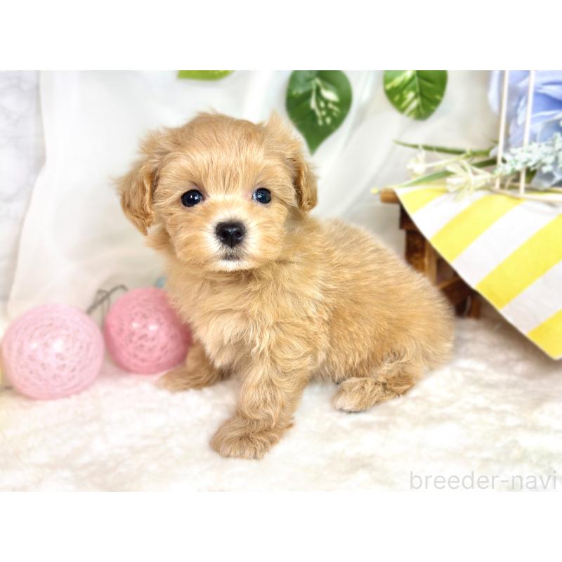 成約済の滋賀県のマルプー:マルチーズ×トイプードル-418948の3枚目