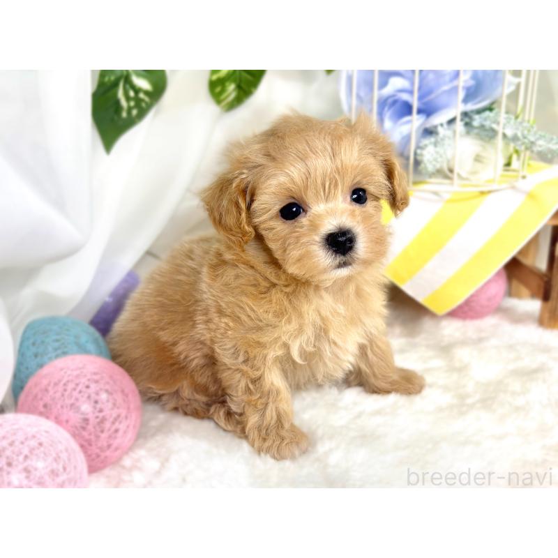 成約済の滋賀県のマルプー:マルチーズ×トイプードル-418948の2枚目